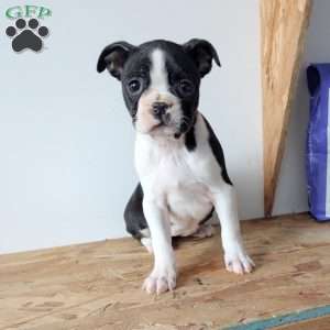 Bailey, Boston Terrier Puppy